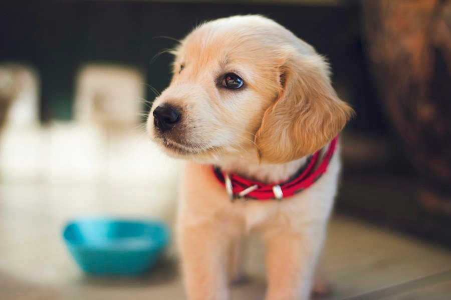Pet Care products
